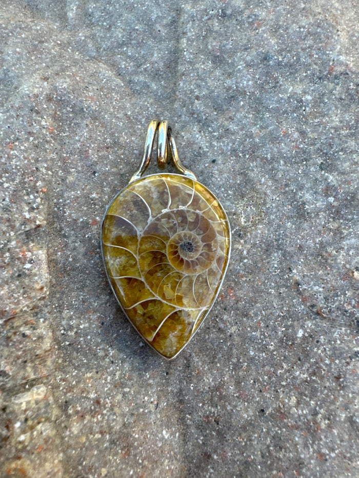 Ammonite