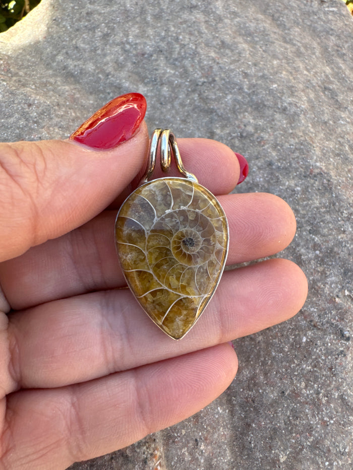 Ammonite